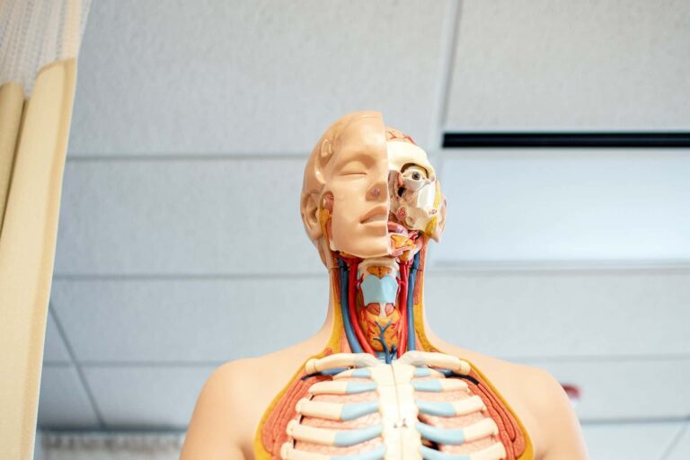 Anatomy model showing human internal organs, skeleton, and muscles. Medical education resource.