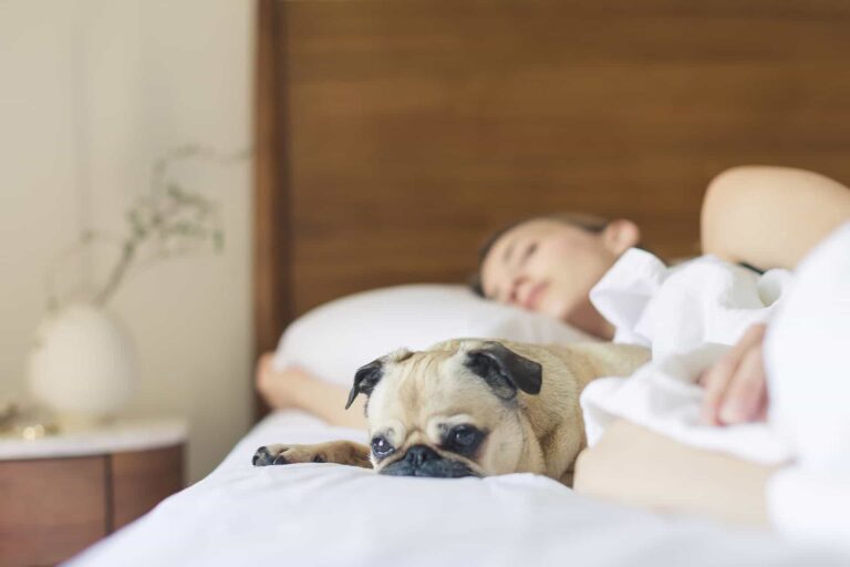 Woman sleeping with her pug dog. The cute dog is lying on the bed. Pet ownership.